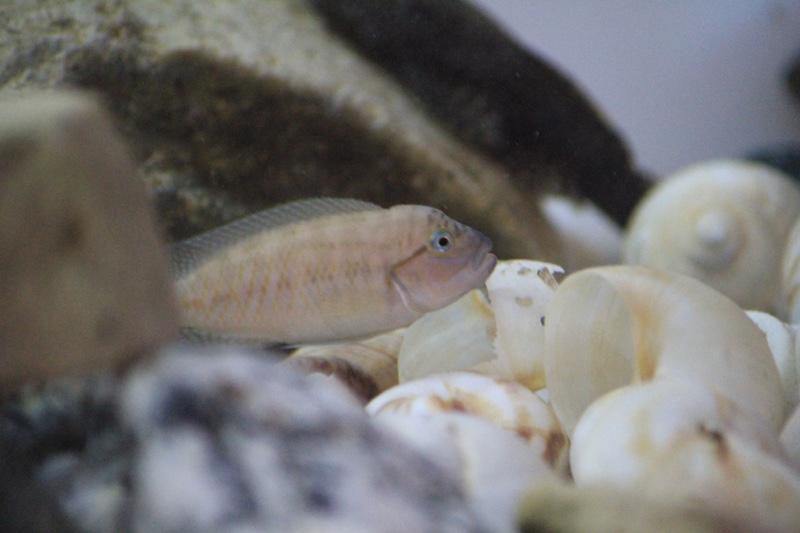 Telmatochromis cf. temporalis 'Mbita Island'